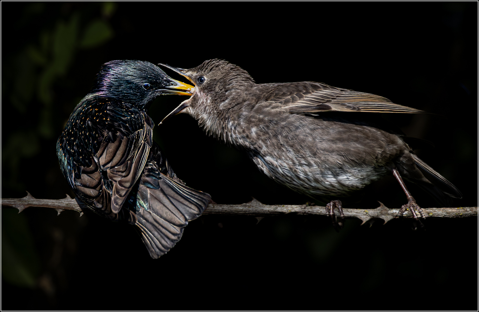 1st Place and PDI Of The Evening - Mike Inglis - Feeding Time