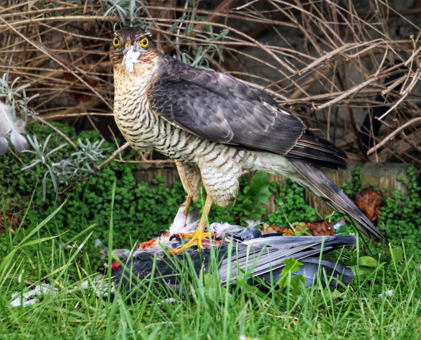 3rd Place - Joe Jupe - off with its head