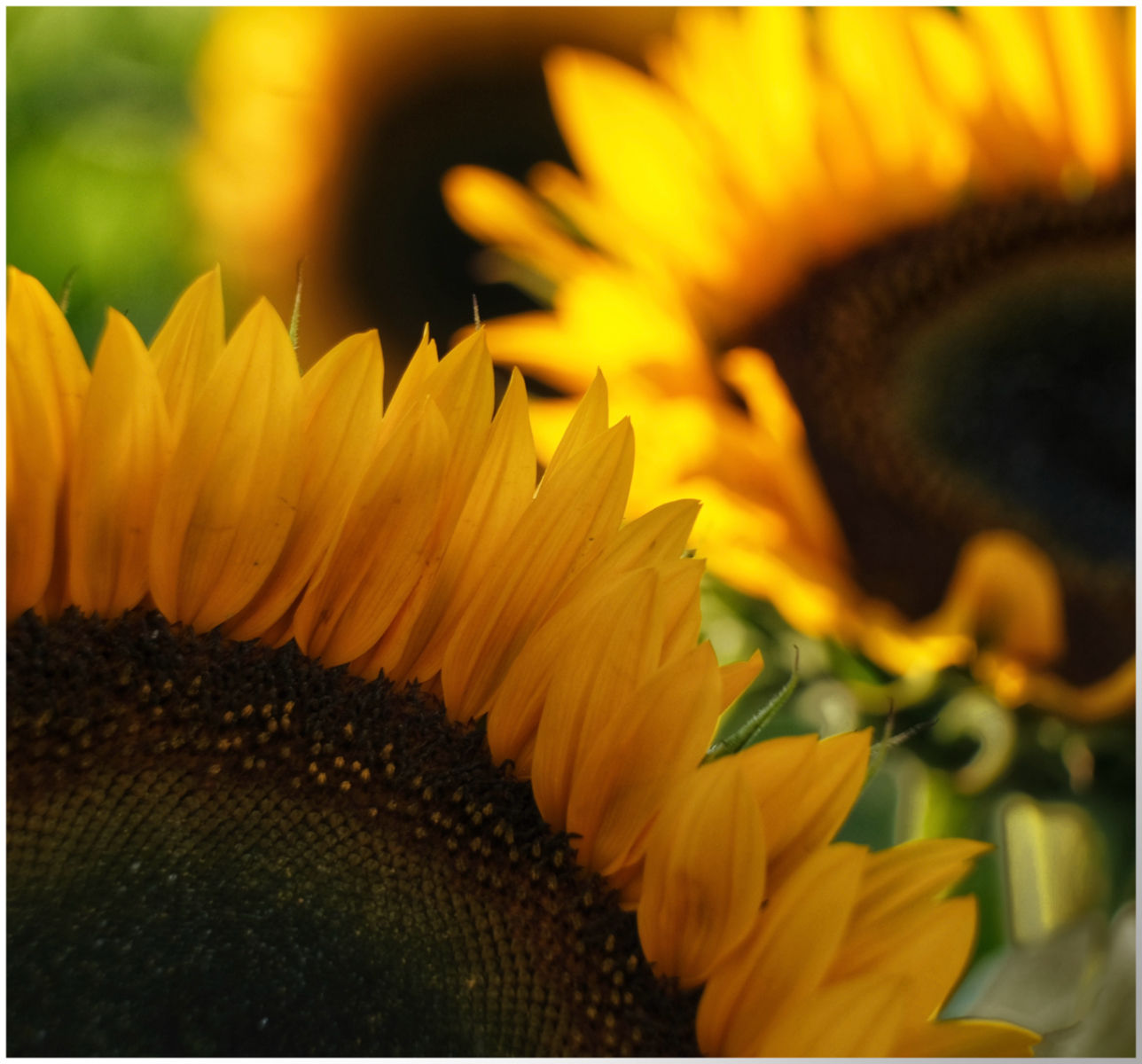 2nd Place - Jo Cox - Sunflowers